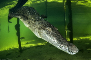 Crocodylus acutus_4 by Mathieu Foulquié 